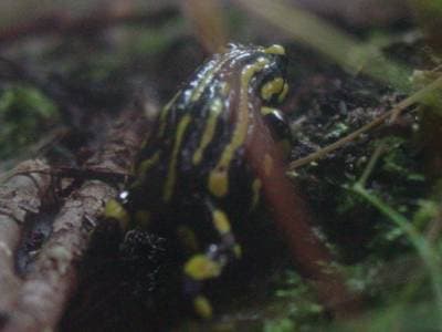 Southern Corroboree Frog