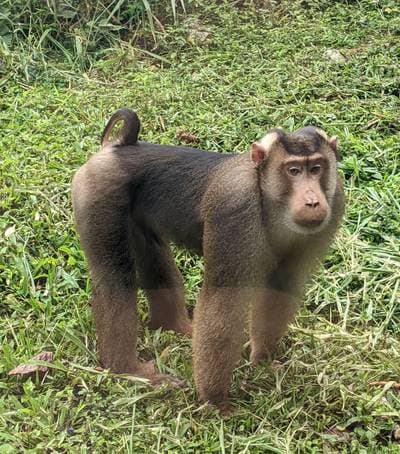 Pigtail Macaque