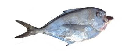 Southern Ray's Bream