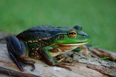 Southern Bell Frog