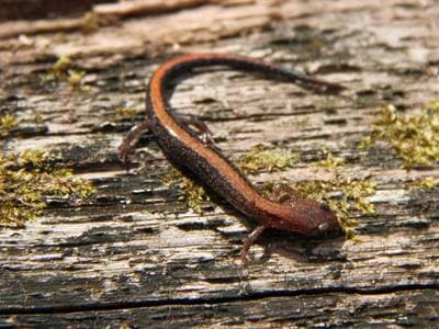 Southern Redback Salamander