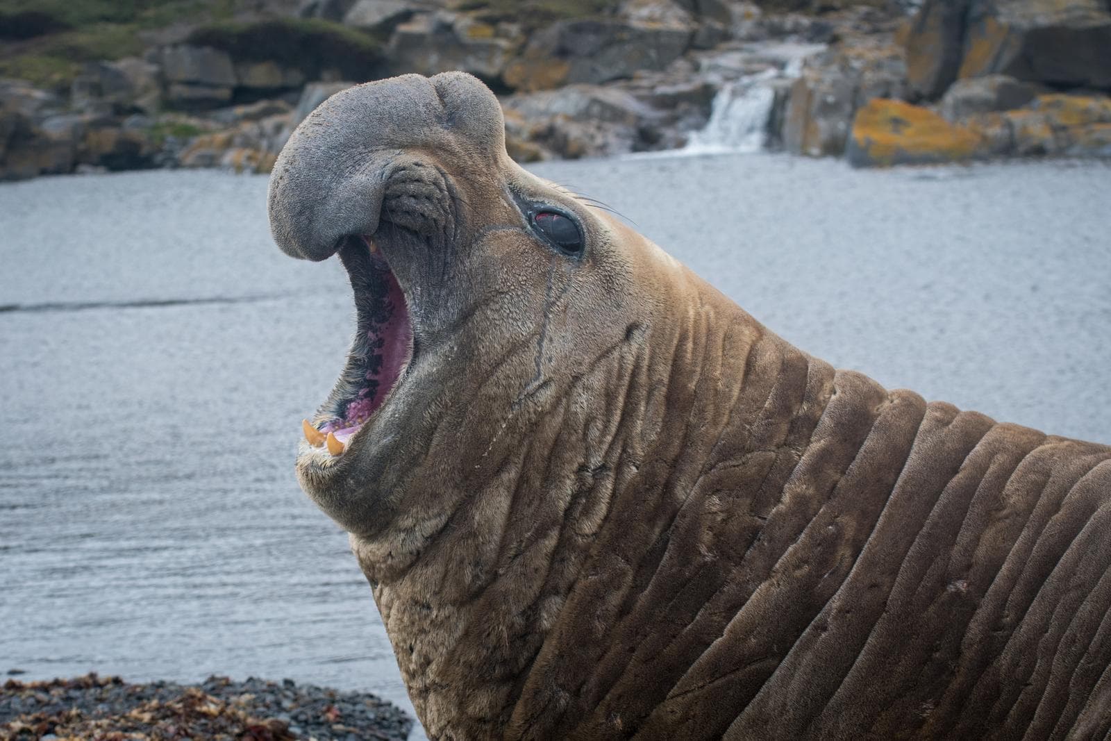 Southern Elephant Seal — 1/3