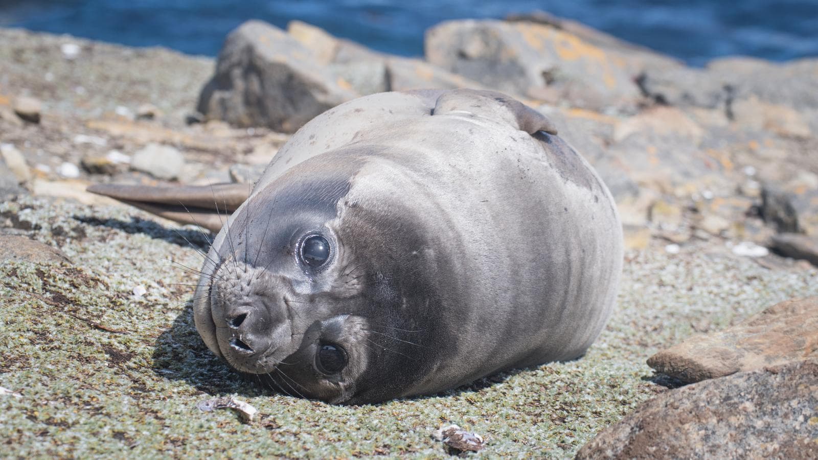 Southern Elephant Seal — 2/3