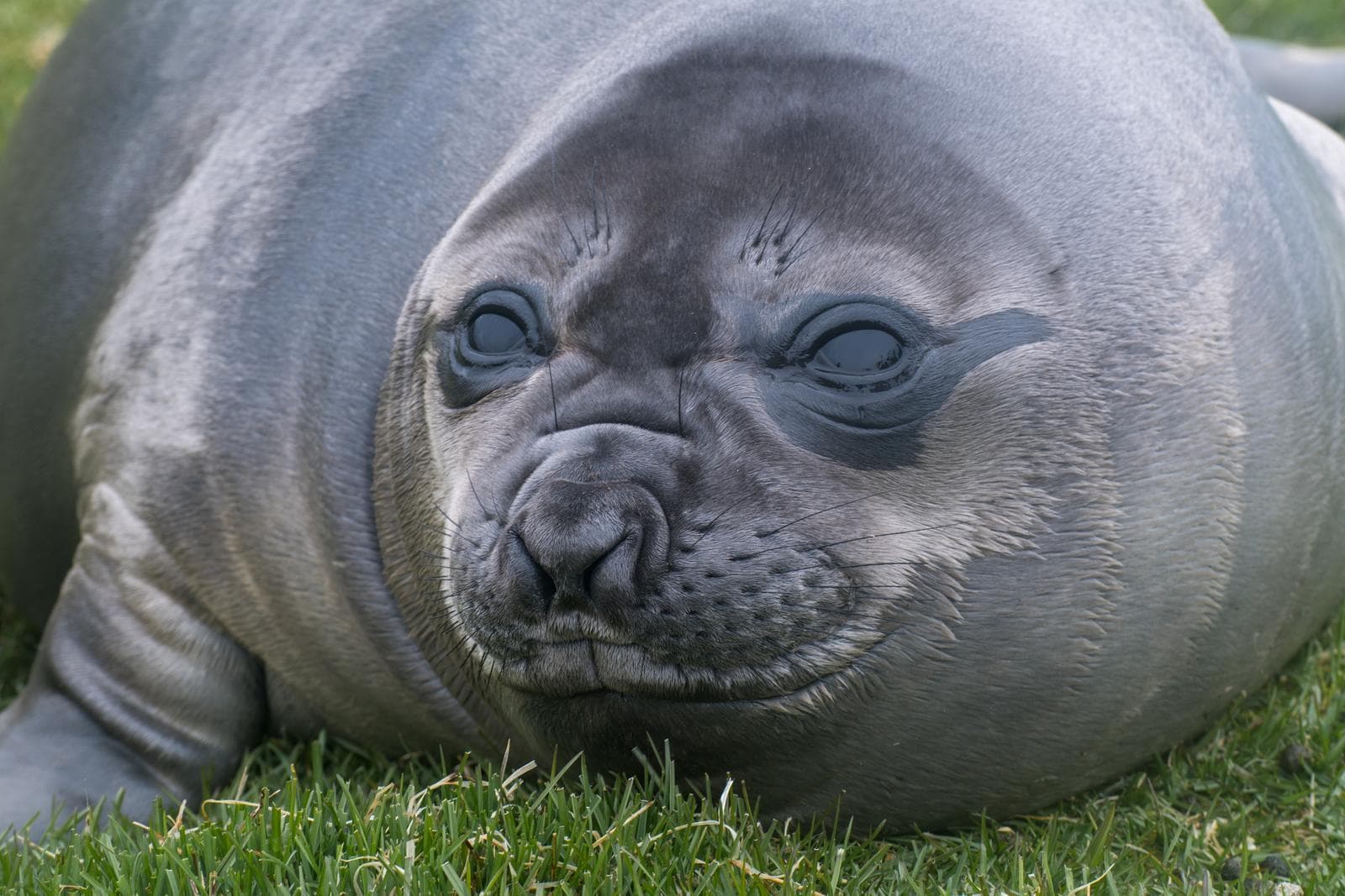Southern Elephant Seal — 3/3