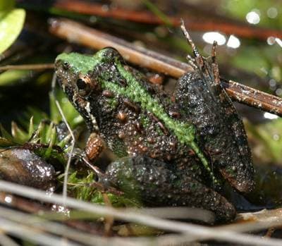 Southern Cricket Frog