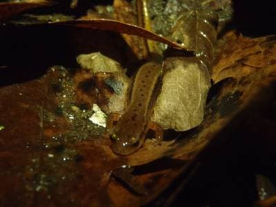 Southern Two-lined Salamander