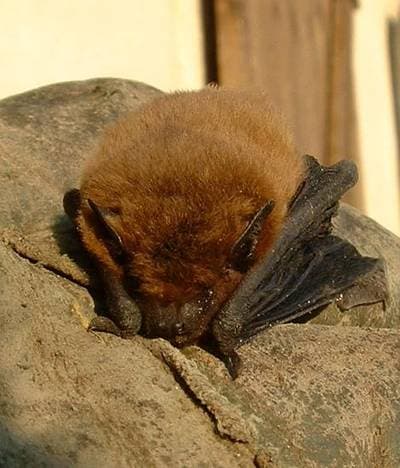 45 Khz Pipistrelle