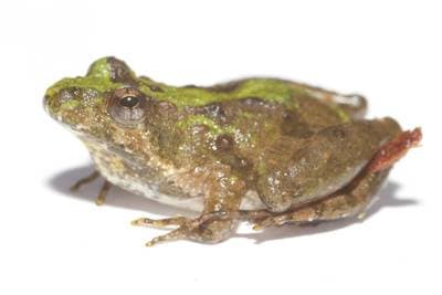 Cricket Frog