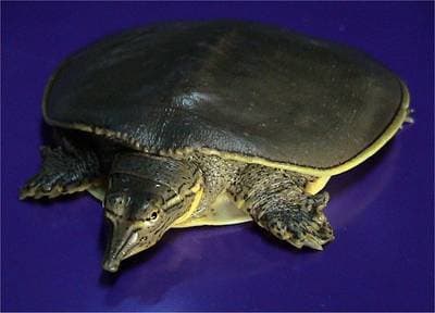 Spiny Softshell