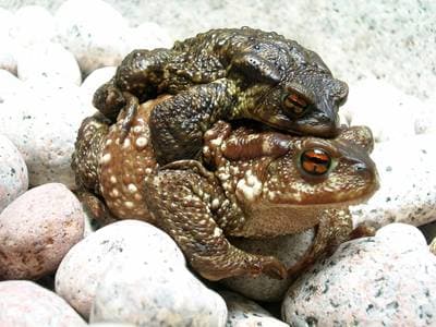Spiny Toad