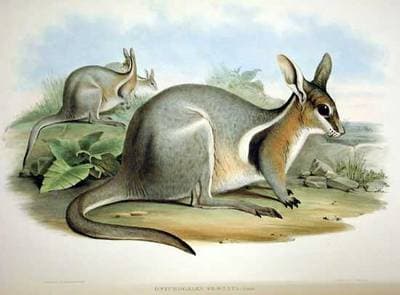 Bridled Nailtail Wallaby