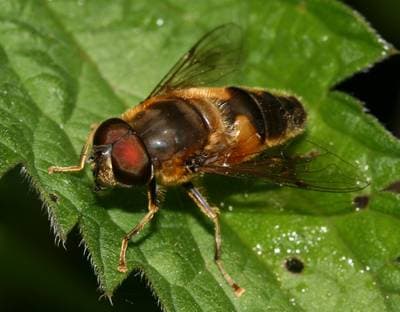 Tapered Drone Fly