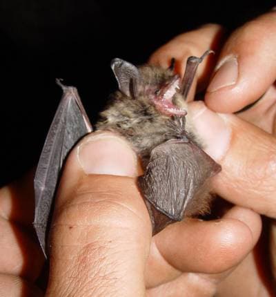Whiskered Bat
