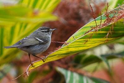 Yellow-browed Warbler