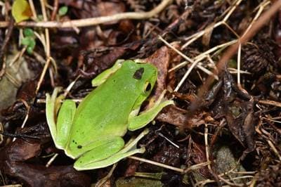 Taipei Flying Frog