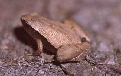 Taiwan Rice Frog