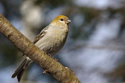 Pine Grosbeak