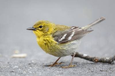 Pine Warbler