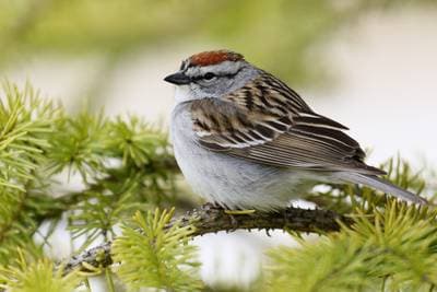 Chipping Sparrow