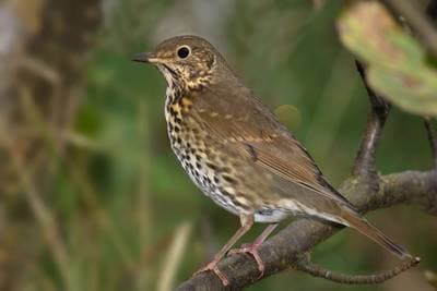 Song Thrush