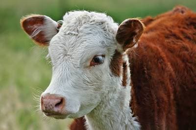 Cow