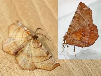 Early Thorn