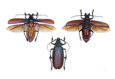 Titan Beetle