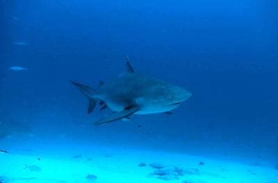 Bull Shark