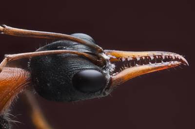 Bull Ant