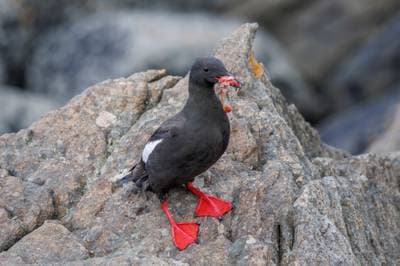 Black Guillemot
