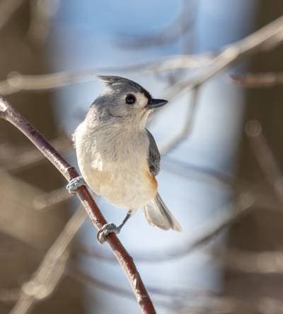 Tufted Titmouse
