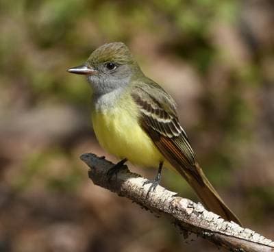 Great Crested Flycatcher