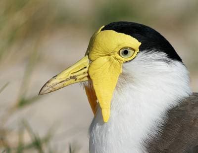 Northern Lapwing