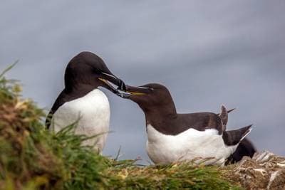Razorbill