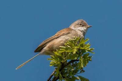 Whitethroat