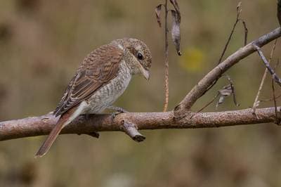 Red-backed Shrike