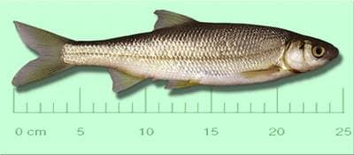 Toxostome