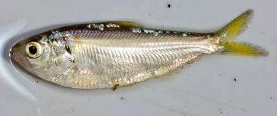 Threadfin shad