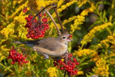 Garden Warbler