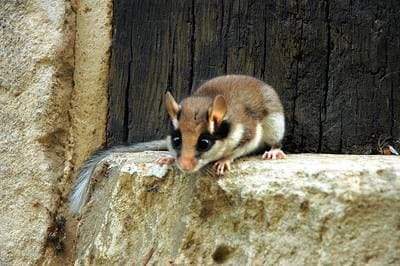Garden Dormouse