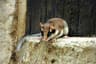 Garden Dormouse