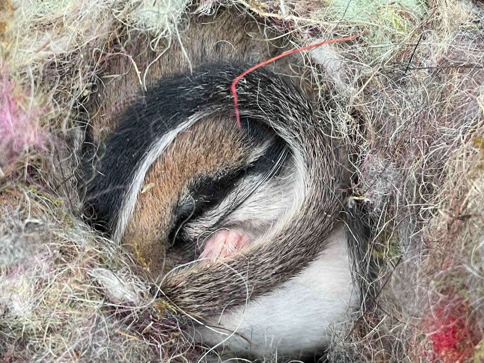 Garden Dormouse — 2/3