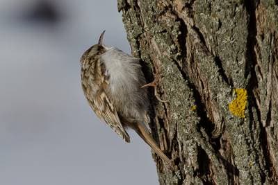 Common Treecreeper