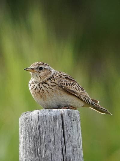 Woodlark
