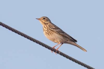 Tree Pipit