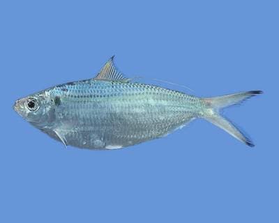 Atlantic Thread Herring