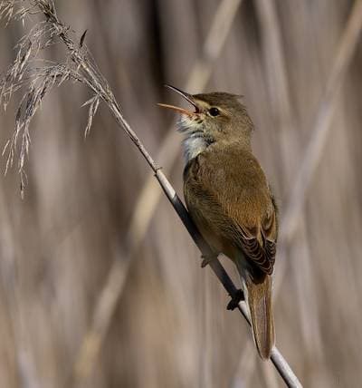 Great Reed Warbler