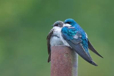 Tree Swallow