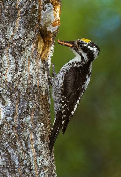 Three-Toed Woodpecker