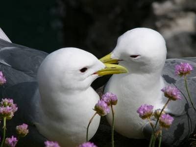 Black-legged Kittiwake